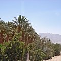 Izrael - Ejlat, las palmowy.
