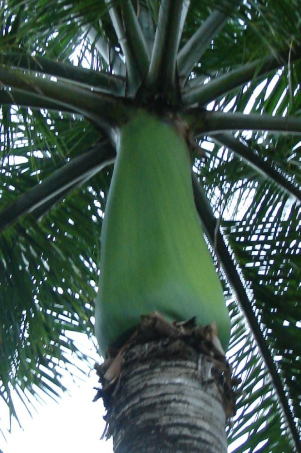 spacer przez Centrum Kultury Polinezyjskiej- zwiedzanie kolejnej wioski #kultura #przeszłość #PoZachodzieSłońca #roślinność #dostojność #przyroda #palma #Hawaje