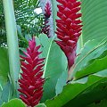 spacer przez Centrum Kultury Polinezyjskiej- zwiedzanie kolejnej wioski - roślinność #kukltura #palmy #przyroda #krzewy #czerwień #kwiat