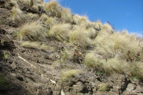 Diamond Head - trawy pustynne #wulkan #panorama