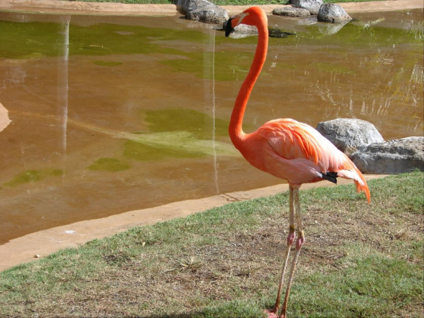 Honolulu centrum, Waikiki - ZOO - roślinność #wyspa #roślinność #przyroda #CudaNatury #ptaki #Hawaje #USA #Honolulu