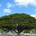 Diamond Head - rozłożyste drzewa #wulkan #panorama #roślinność #przyroda #CudaNatury #ptaki #Hawaje #USA #Honolulu