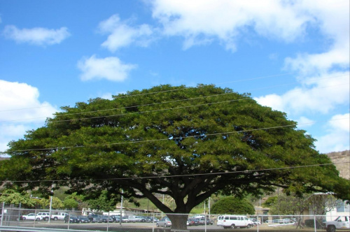 Diamond Head - rozłożyste drzewa #wulkan #panorama #roślinność #przyroda #CudaNatury #ptaki #Hawaje #USA #Honolulu