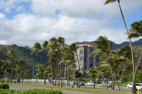palmy, góry, hotele #góry #roślinność #przyroda #CudaNatury #ptaki #Hawaje #USA #Honolulu