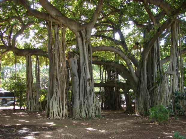 Honolulu centrum, Waikiki - ZOO - roślinność #wyspa #roślinność #przyroda #CudaNatury #ptaki #Hawaje #USA #Honolulu