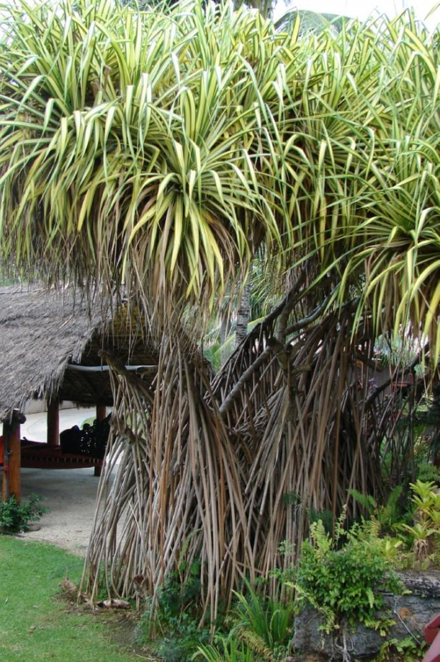 Centrum Kultury Polinezyjskiej - roślinność #kultura #egzotyka #taniec #rośliny