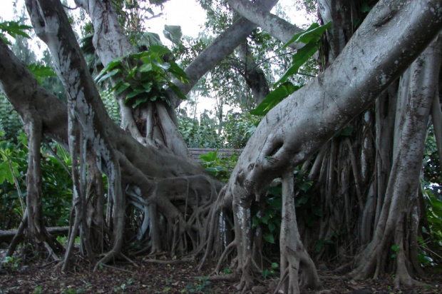 Centrum Kultury Polinezyjskiej - zwierzęce drzewa #kultura #egzotyka #taniec #rośliny
