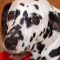 Stella