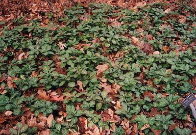 pachysandra_procumbens