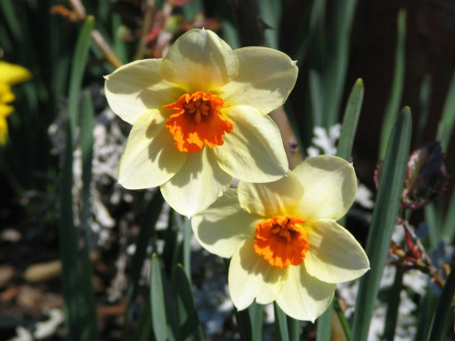 Kwiaty dla KOBIET z okazji 8 marca