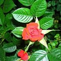rosa4