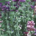 Salvia horminum