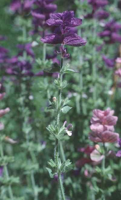 Salvia horminum