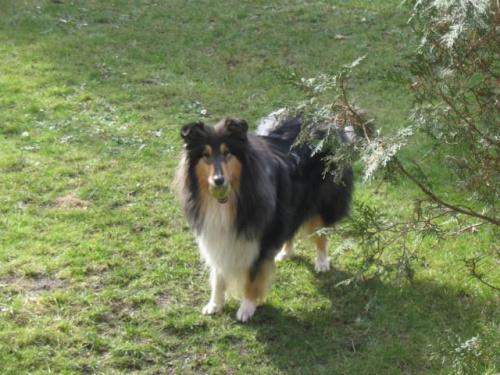 FLUFFY LOVELY ANGEL Hippocampus #FLUFFYLOVELYANGELHippocampus #Flaffcia #collie #lassie