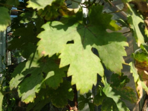 liść winorośli #pnącza