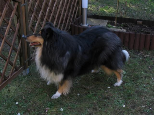 FLUFFY LOVELY ANGEL Hippocampus #FLUFFYLOVELYANGELHippocampus #Flaffcia #Fluffy #collie #lassie