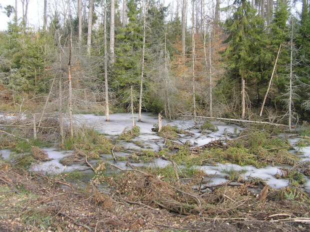 Niespodzianka - lodzik