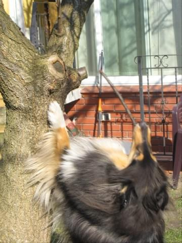 FLUFFY LOVELY ANGEL Hippocampus #FLUFFYLOVELYANGELHippocampus #Flaffcia #Fluffy #collie #lassie