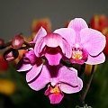 #kwiaty #przyroda #orchidee