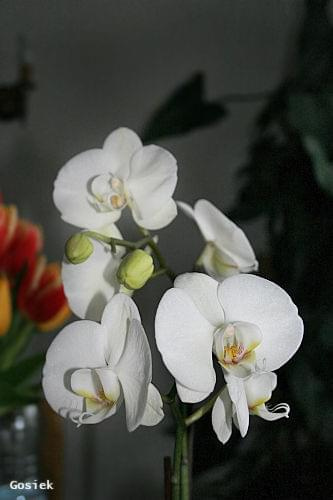 #kwiaty #przyroda #orchidee