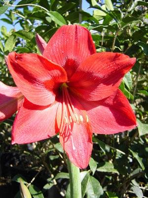 hippeastrum