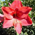 hippeastrum