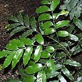 Castanospermum