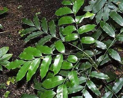 Castanospermum