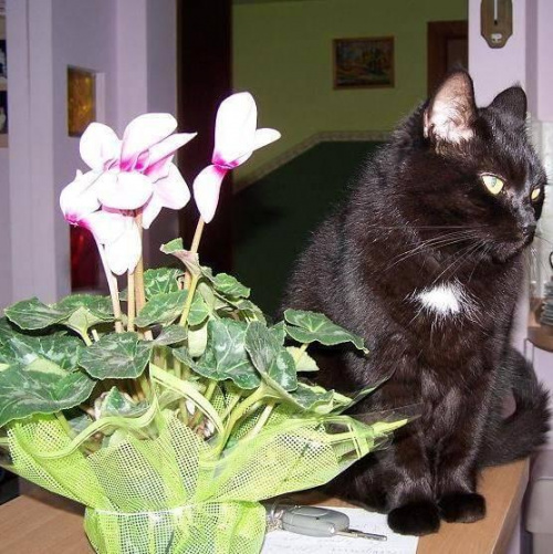 Helenka przyjaciółka Atosa :) 2006r #zwierzęta #koty