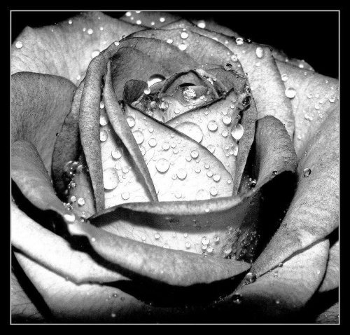 Róża jest czymś nieskończenie więcej
niż tylko rumieniącym się "przepraszam"
za swoje kolce.