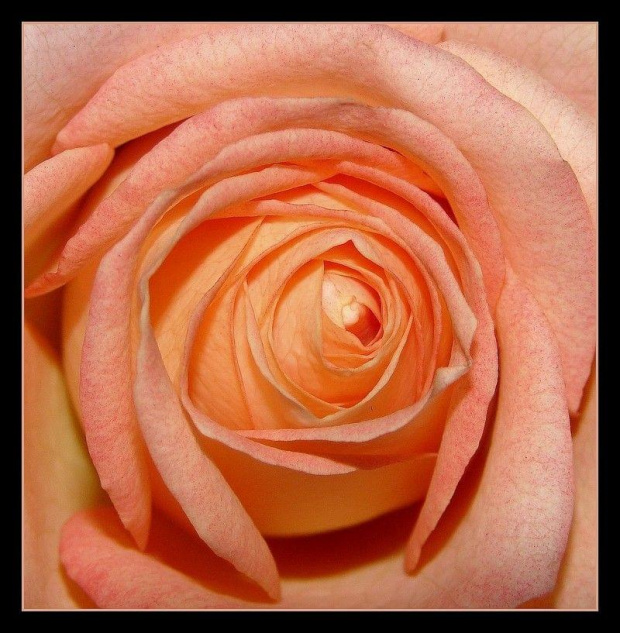 Miłość to ponętna róża, po którą chętnie sięgamy, choć rani kolcami.