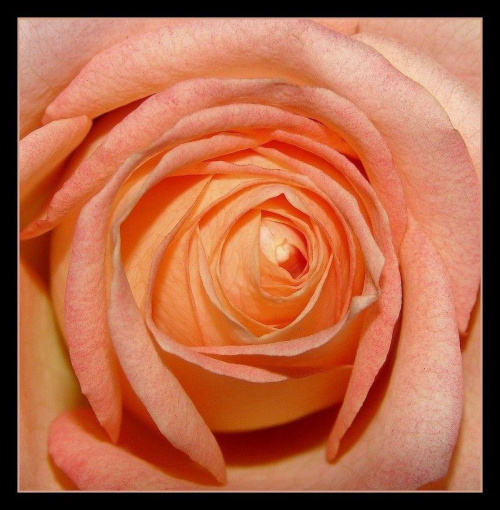 Miłość to ponętna róża, po którą chętnie sięgamy, choć rani kolcami.