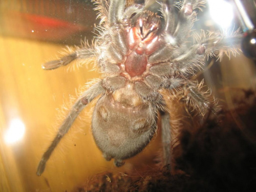 My Spider :D :*