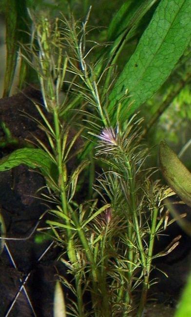 rotala walichii