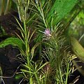 rotala walichii