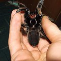 Psalmopoeus cambridgei l8