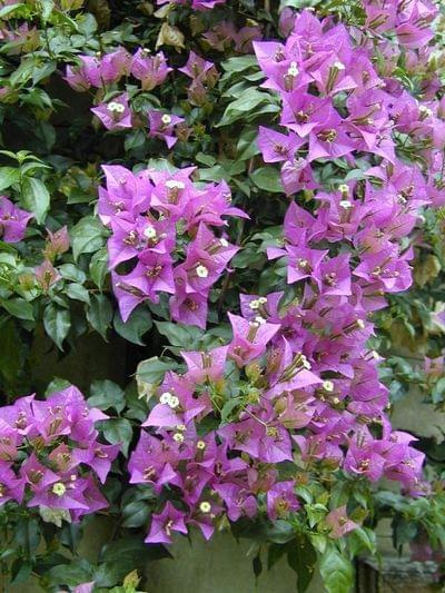 Bougainvillea glabra