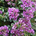 Bougainvillea glabra