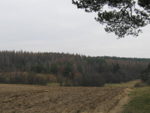 Brzozówiec