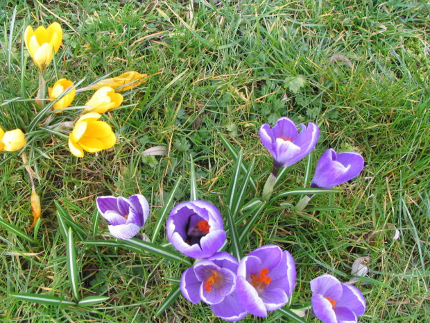 Wiosna w moim ogródku