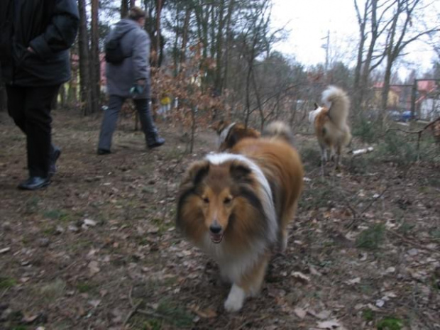 spacer w lasku w Wesołej k/ Warszawy, sheltie + collie z obu forum #sheltie #collie #spacer #Wesoła #lassie