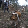 spacer w lasku w Wesołej k/ Warszawy, sheltie + collie z obu forum #sheltie #collie #spacer #Wesoła #lassie