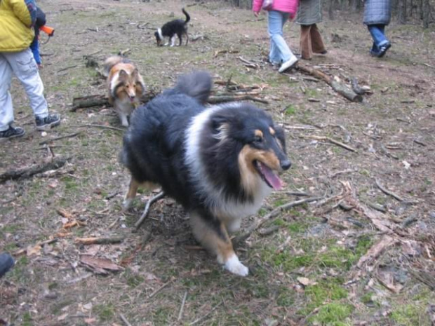 spacer w lasku w Wesołej k/ Warszawy, sheltie + collie z obu forum #sheltie #collie #spacer #Wesoła #lassie