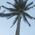 NIU - Coconut Palma, cocos nucifera #Maui #Hawaje #ptaki #kwiaty #natura