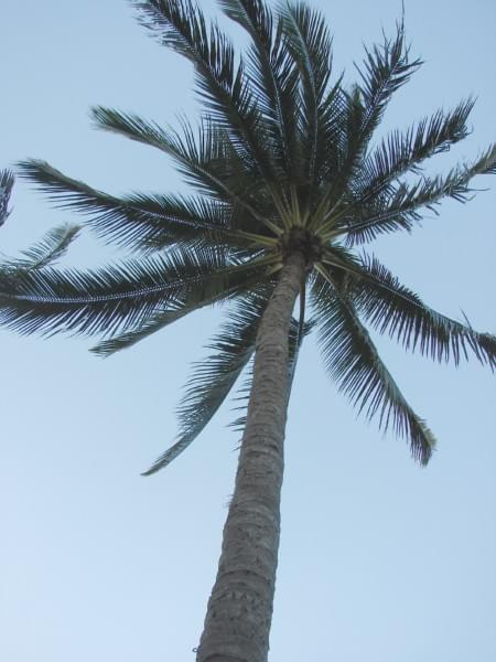 NIU - Coconut Palma, cocos nucifera #Maui #Hawaje #ptaki #kwiaty #natura