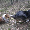 spacer w lasku w Wesołej k/ Warszawy, sheltie + collie z obu forum #sheltie #collie #spacer #Wesoła #lassie