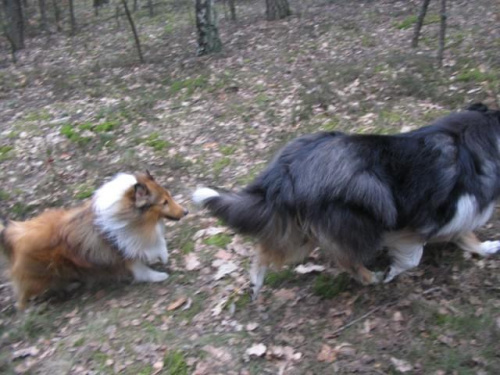 spacer w lasku w Wesołej k/ Warszawy, sheltie + collie z obu forum #sheltie #collie #spacer #Wesoła #lassie