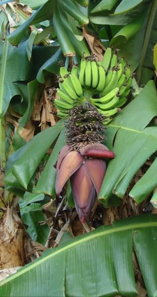 bananowiec - kwiat musa #roslinność #natura #Hawaje #bananowiec