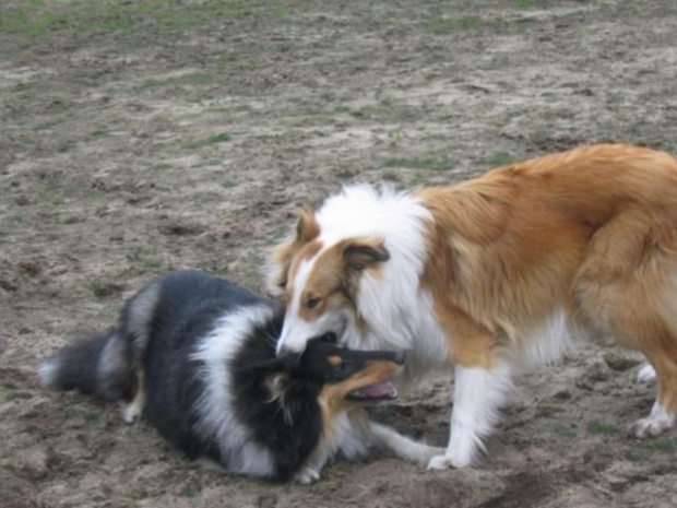 spacer w lasku w Wesołej k/ Warszawy, sheltie + collie z obu forum #sheltie #collie #spacer #Wesoła #lassie