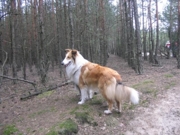 spacer w lasku w Wesołej k/ Warszawy, sheltie + collie z obu forum #sheltie #collie #spacer #Wesoła #lassie